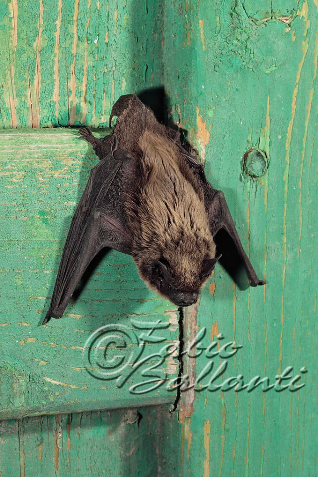 Pipistrello di Savi, Hypsugo savii